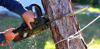 North Gates, NY Tree Removal Pros