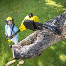 Best Fruit Tree Pruning  in North Gates, NY