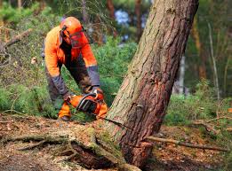 Best Lot and Land Clearing  in North Gates, NY