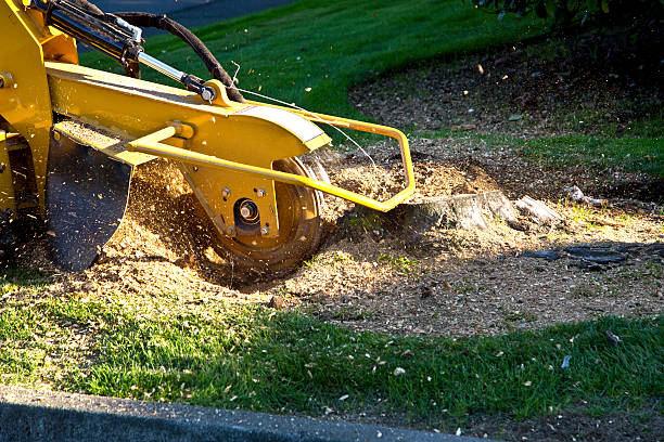 Best Tree Maintenance Programs  in North Gates, NY