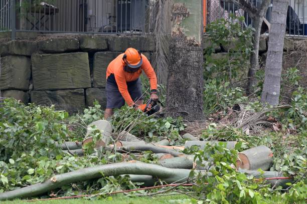 Best Tree Disease Treatment  in North Gates, NY