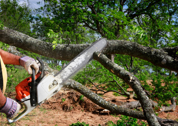 Best Lawn Grading and Leveling  in North Gates, NY